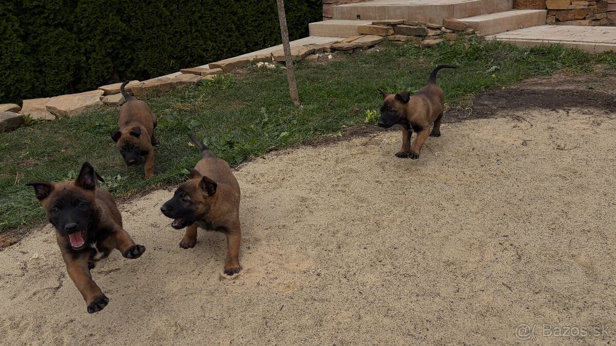 Malinois - 2