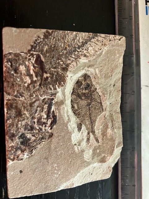 Fosília, skamenelina, rybka - inzerát č.7 Libanon - 2