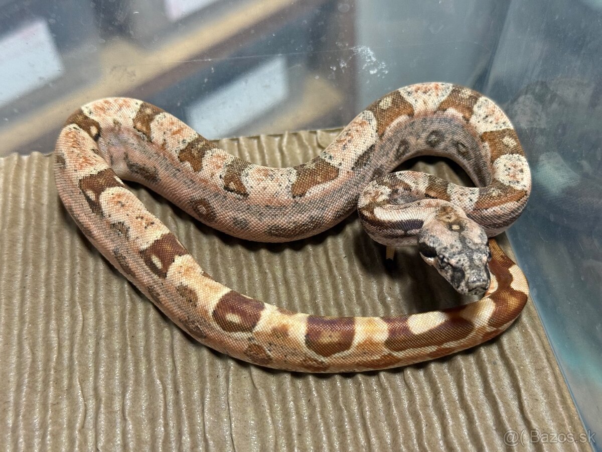 Boa Constrictor - Velhad Kralovsky - 2
