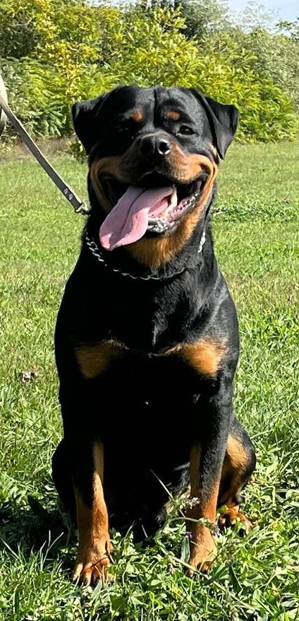 Rottweiler krytie - 2