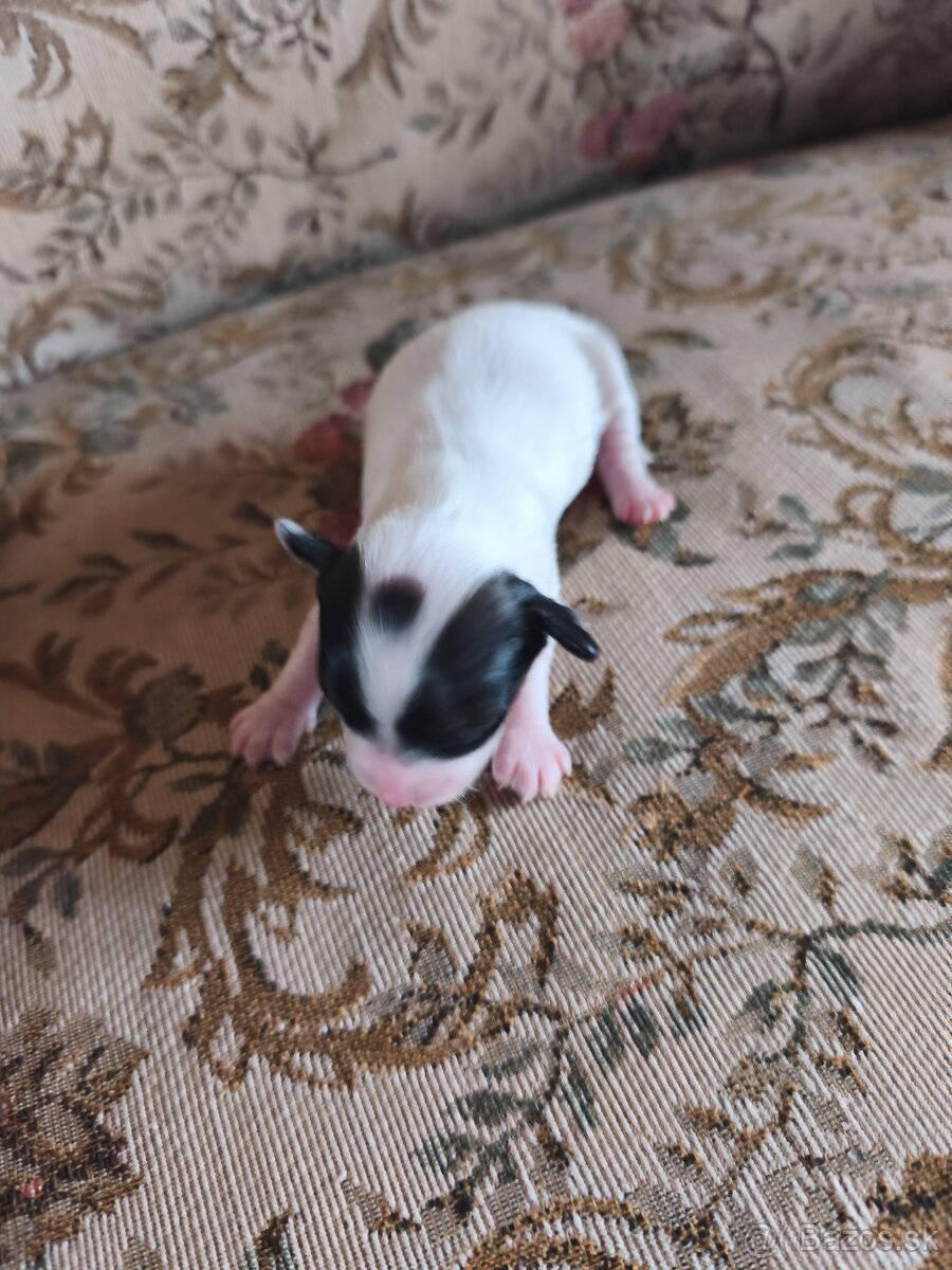 Čínsky chocholatý pes - 2