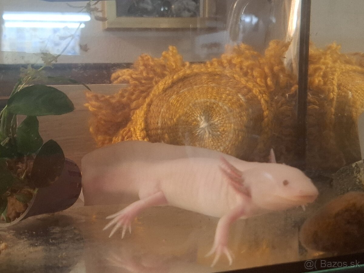 Axolotl samec - 2