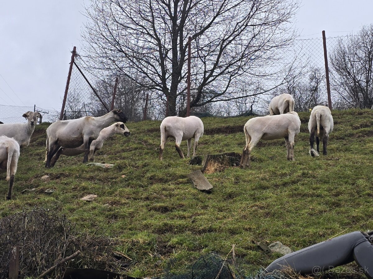 Predám ovce - 2