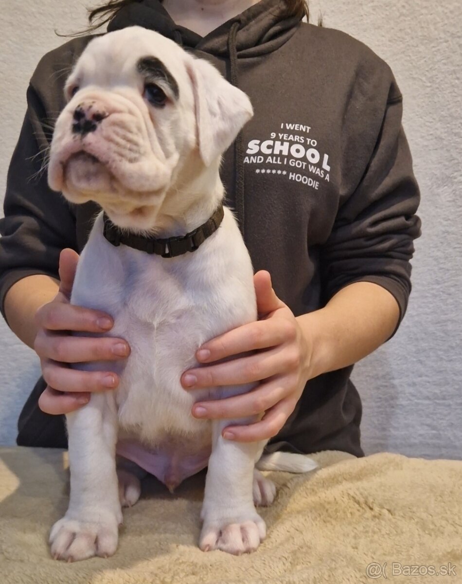 Nemecky boxer s pp - biely psík - 2