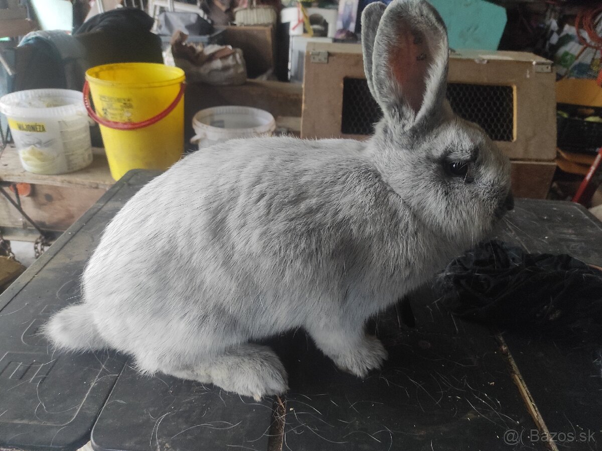 Predám králiky Vss - 2