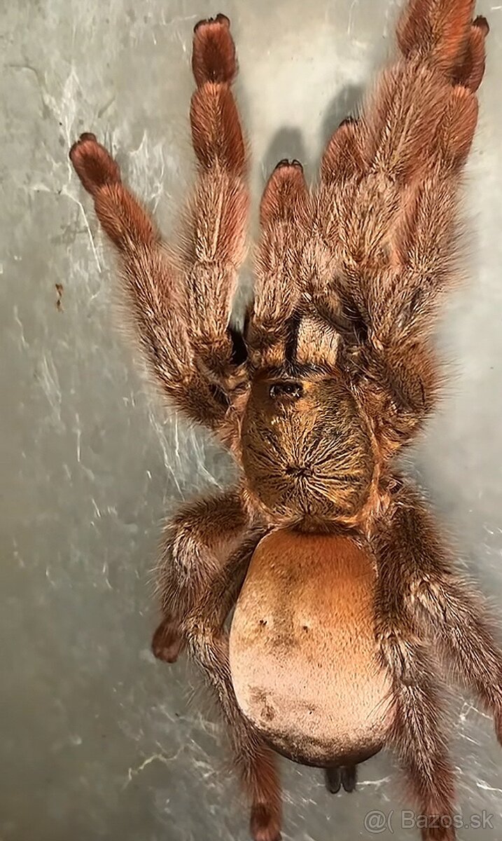 Tarantula,vtackár,pavúk - 2