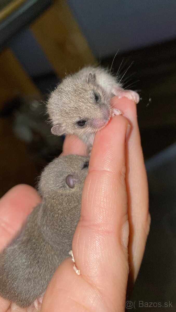Africký plch - 2