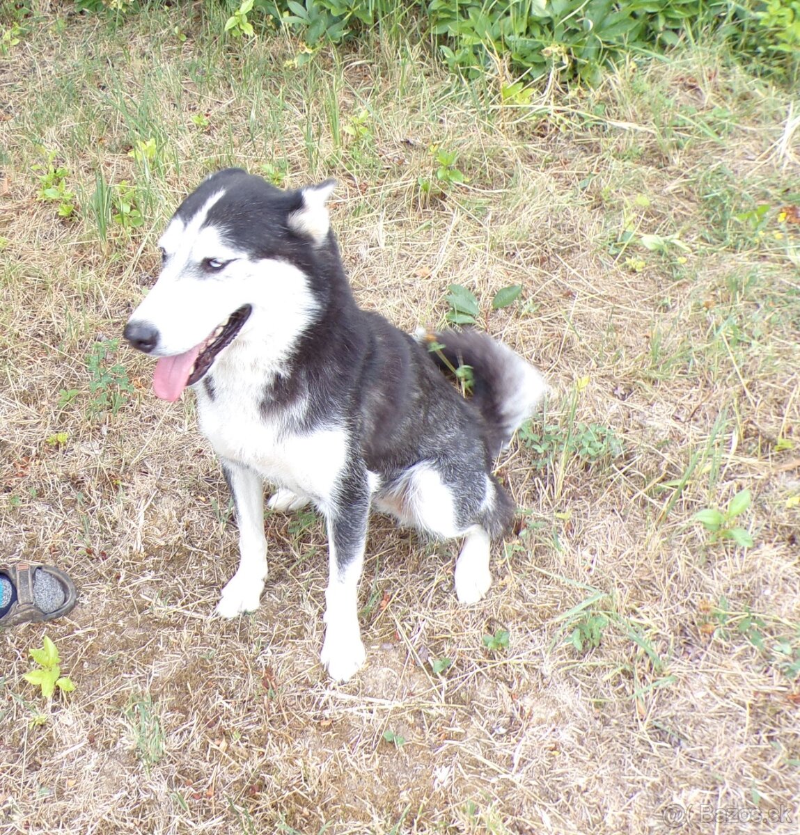 Sibírski husky- fenka - 2