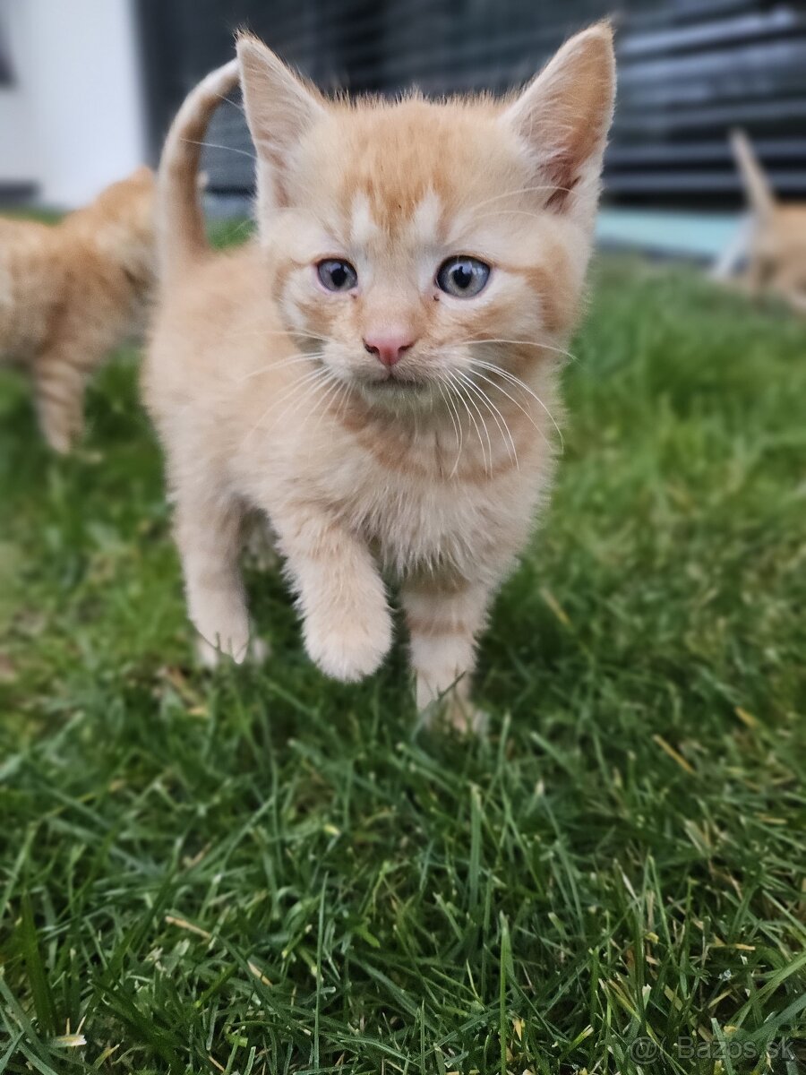 Darujem mačiatka a kocurikov - 2