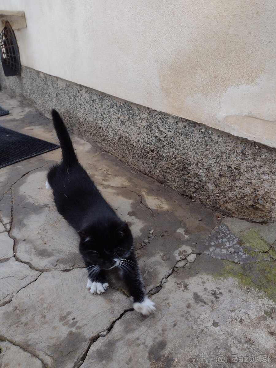 Darujem mačiatka - 2