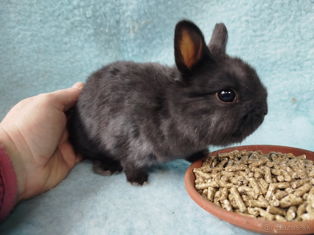 Zakrslý králik - 2
