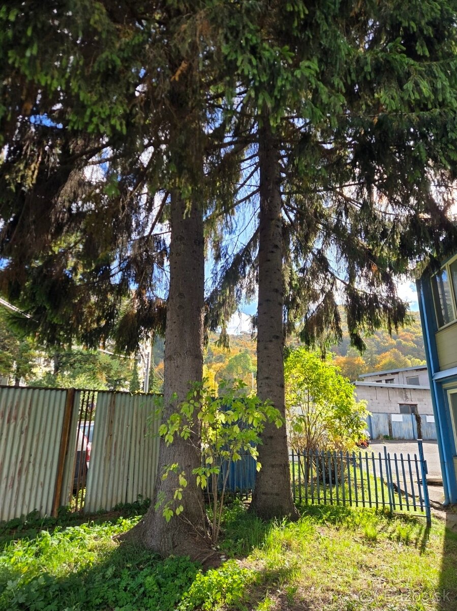 Darujem drevo strom smrek - 2