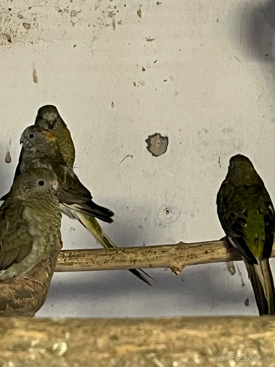 Papagaje spevave - 2