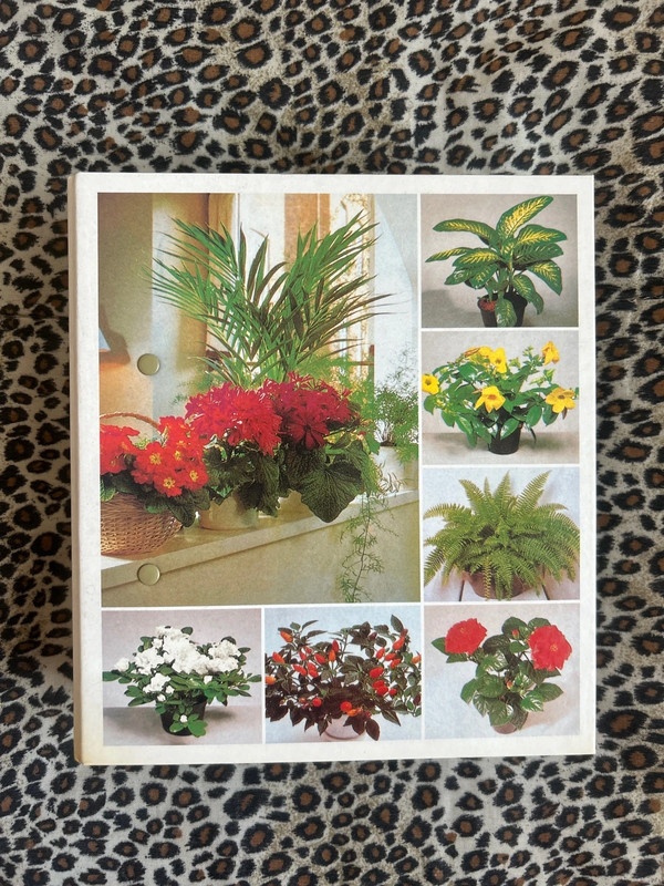 Izbové kvetiny od A do Z - 2