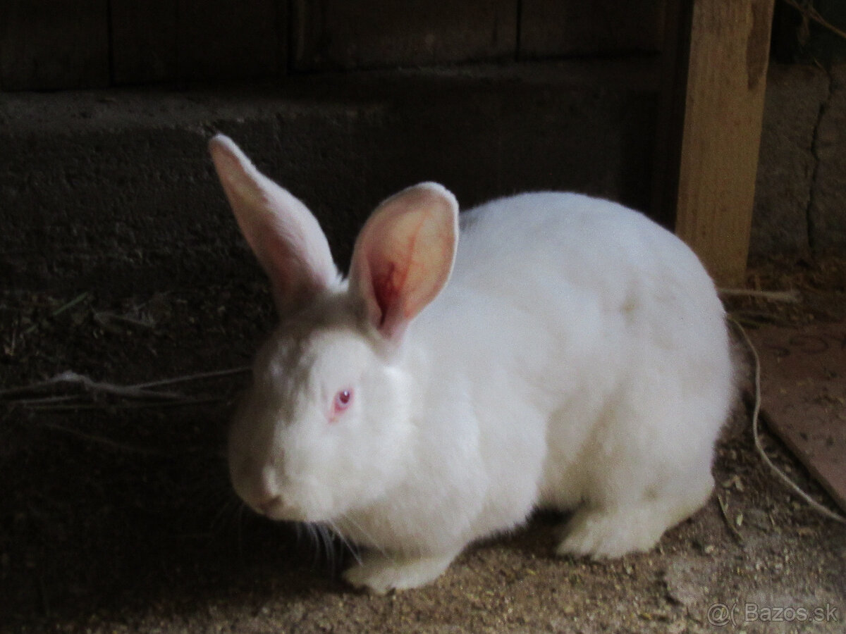 panonsky králik - 2