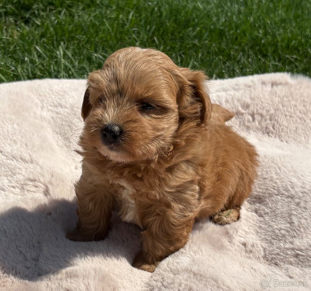 Maltipoo - 2