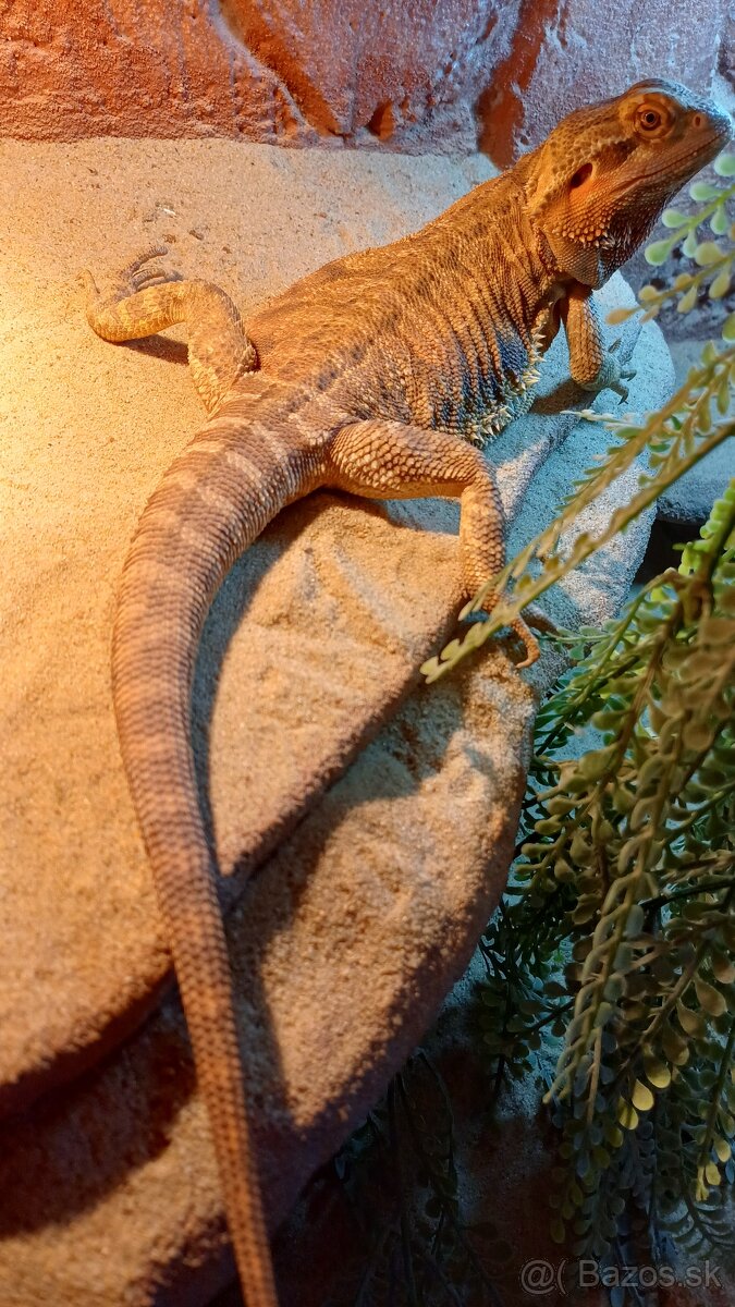 Agama bradatá - 2