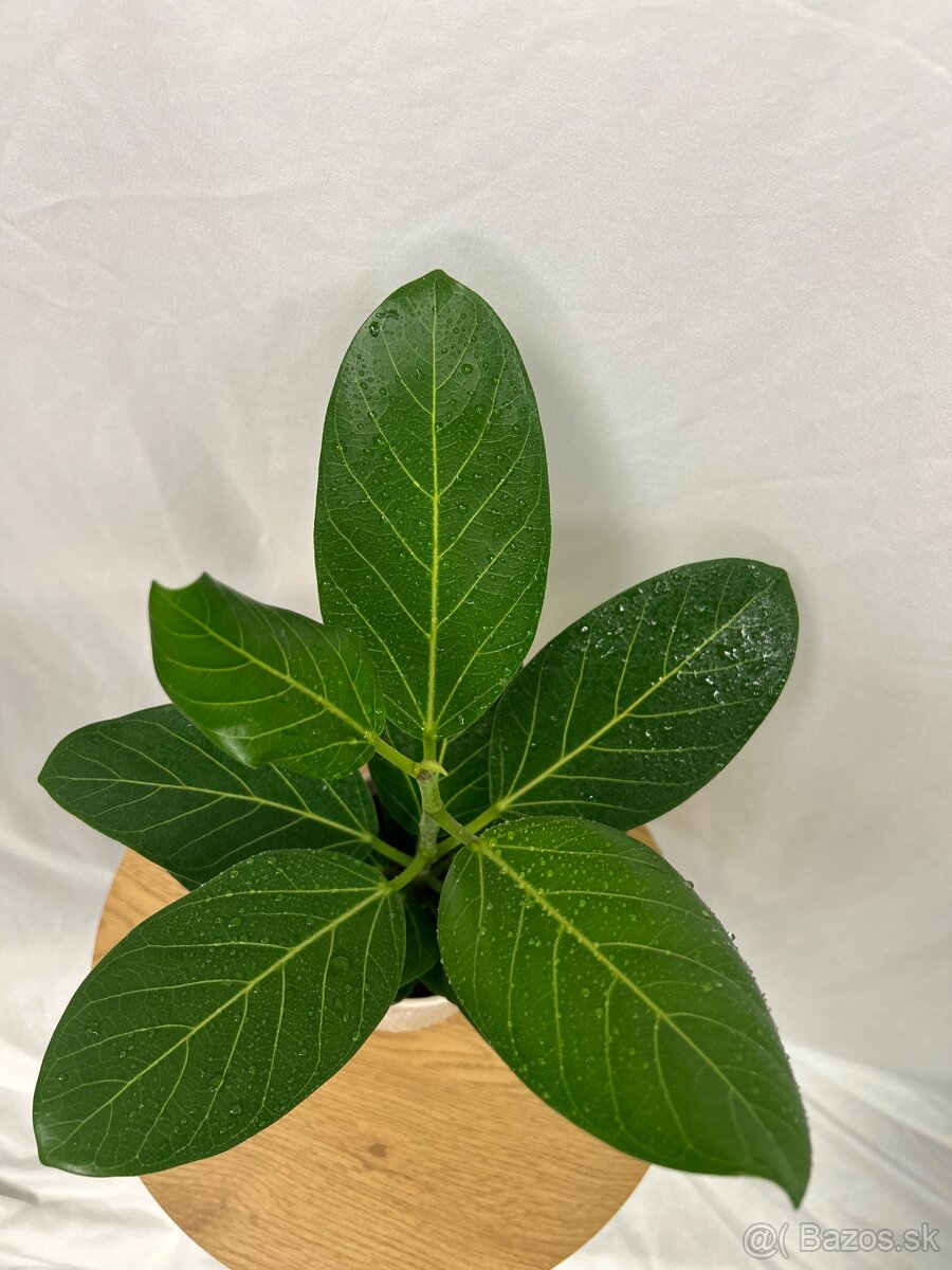 Ficus benghalensis ‚Audrey‘ - 2