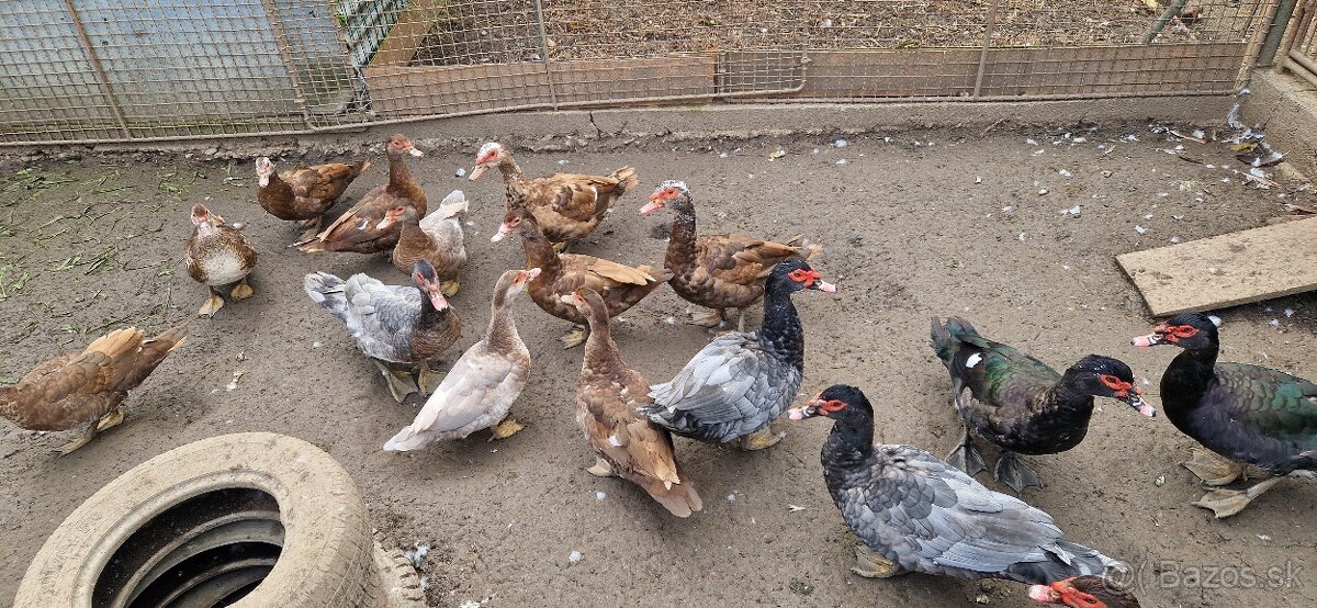 Kačica pižmová (čínske) - 2