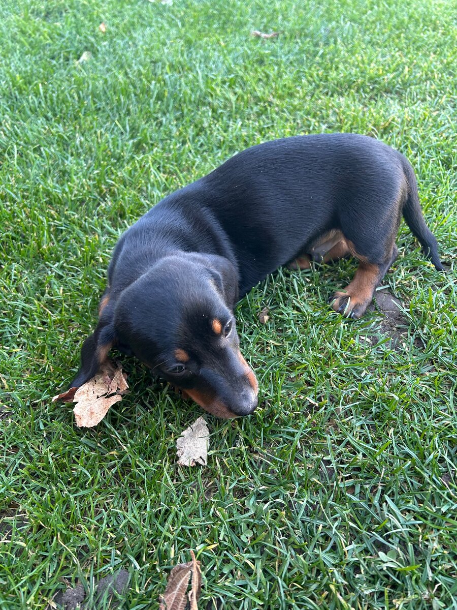 jazvečík krátkosrsty - 2