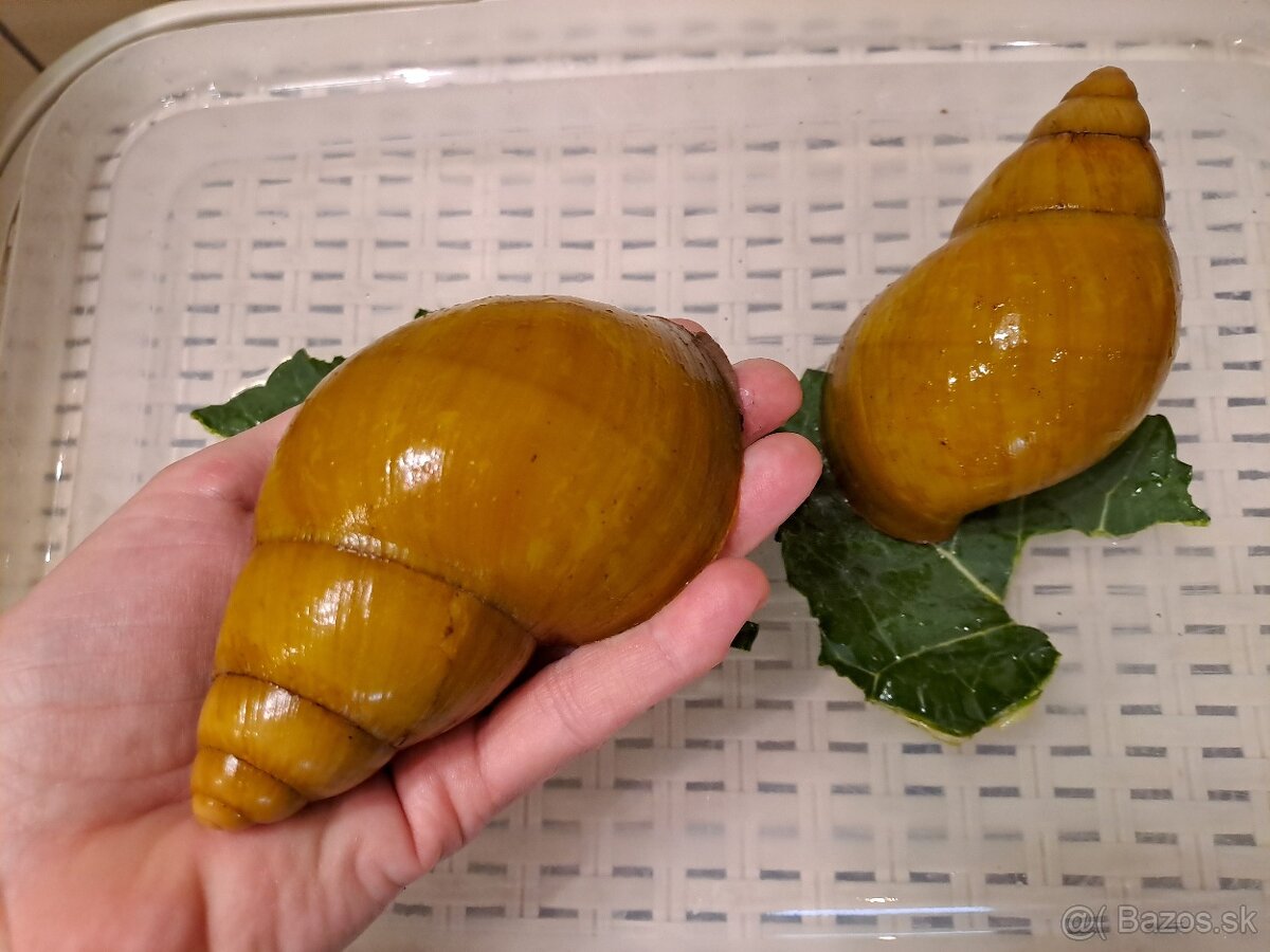 AFRICKÉ SLIMÁKY ARCHACHATINA MARGINATA OVUM NIGERIA ALBINO - 2