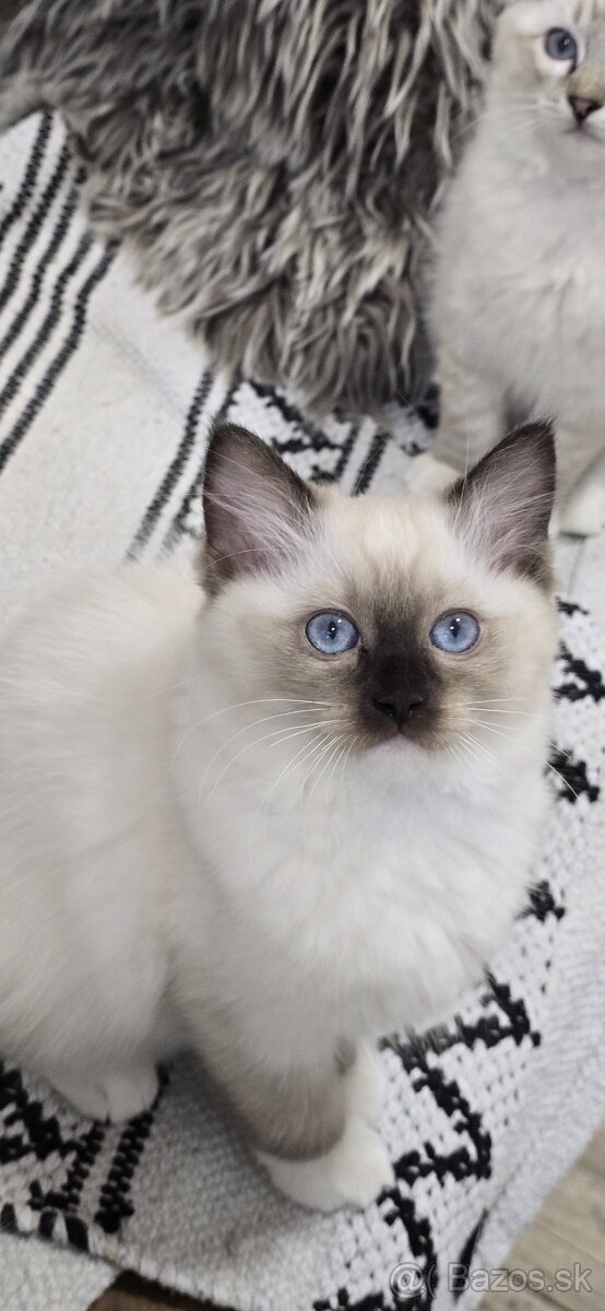 Ragdoll mačiatka s PP - 2