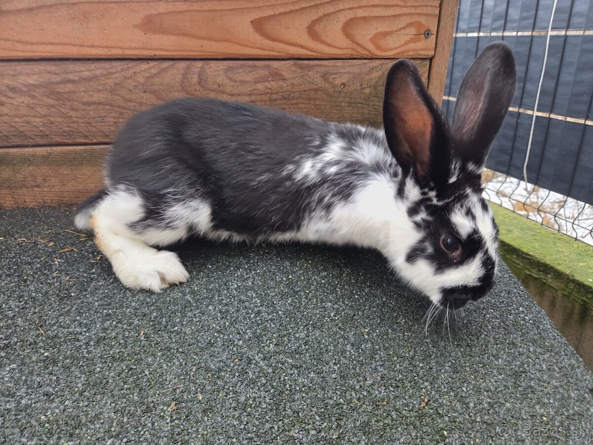 Predám králika - 2
