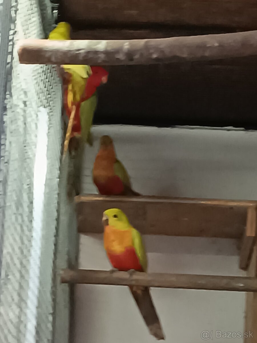 Papagaj kralovsky žlty - 2