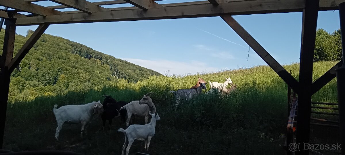 Predam alebo Vymením Stádo Koz - 2