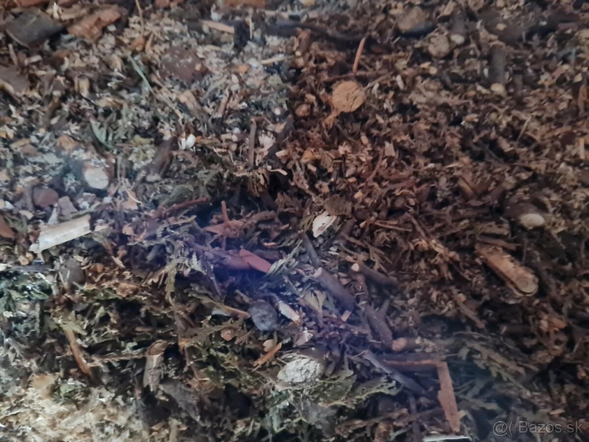 Piliny na pálenie - 2