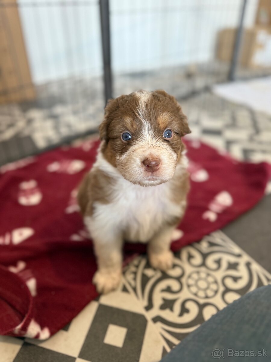 Austrálsky ovčiak- šteniatka - 2