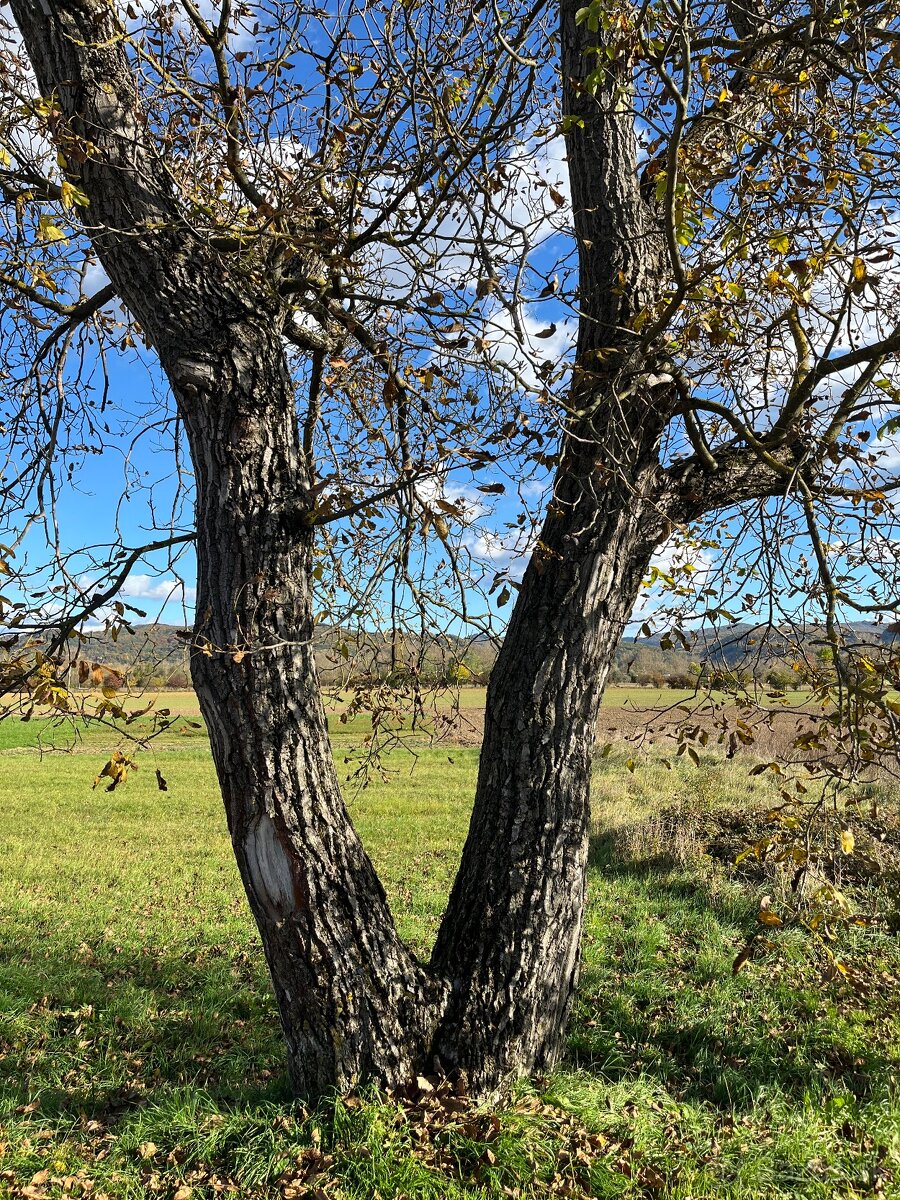 Predám 2 orechové kmene - 2