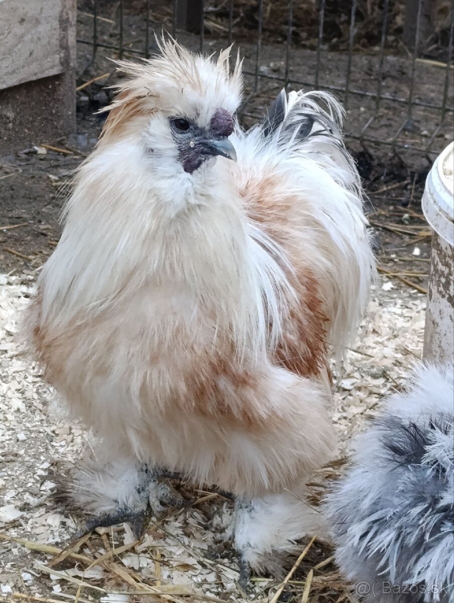 USA hodvabnicka kohutik - 2