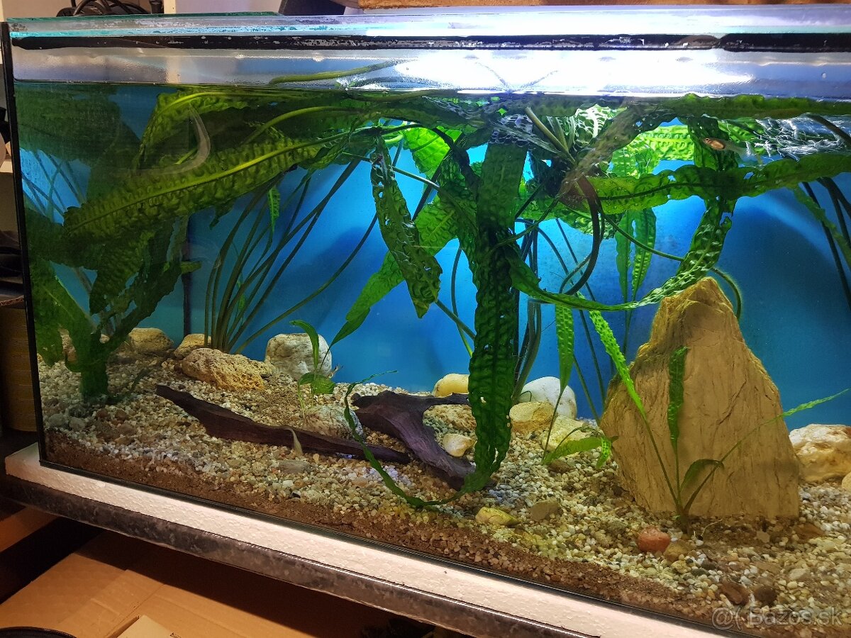 krásne zabehnuté 130 litrové akvárium - 2