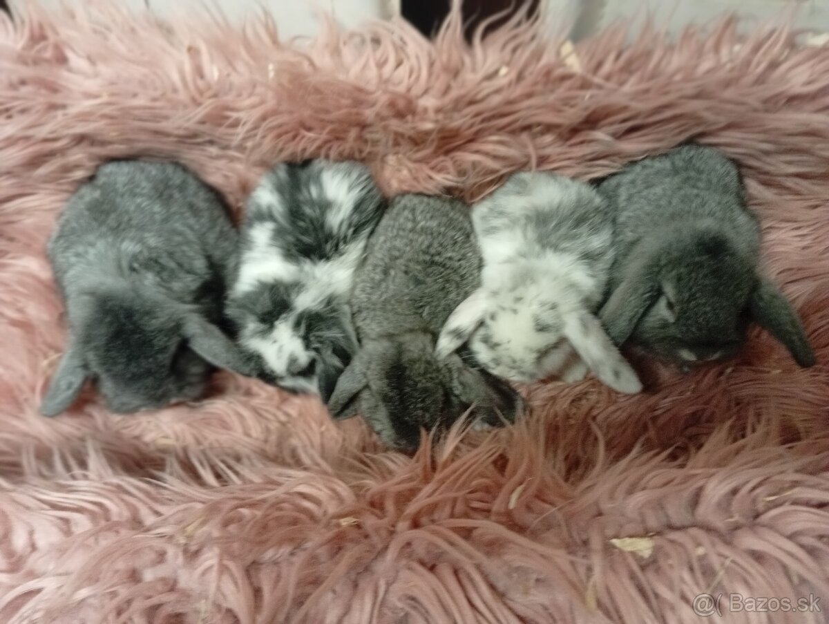 Zakrslý zajko- baranček - 2