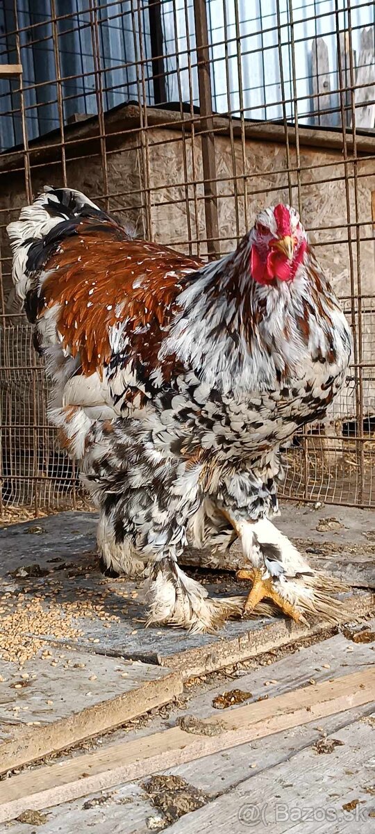 Brahmanka Pocelán - 2