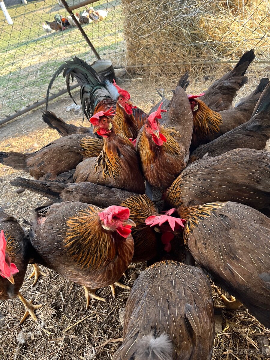 Vlaška jarabičia kuriatka - 2