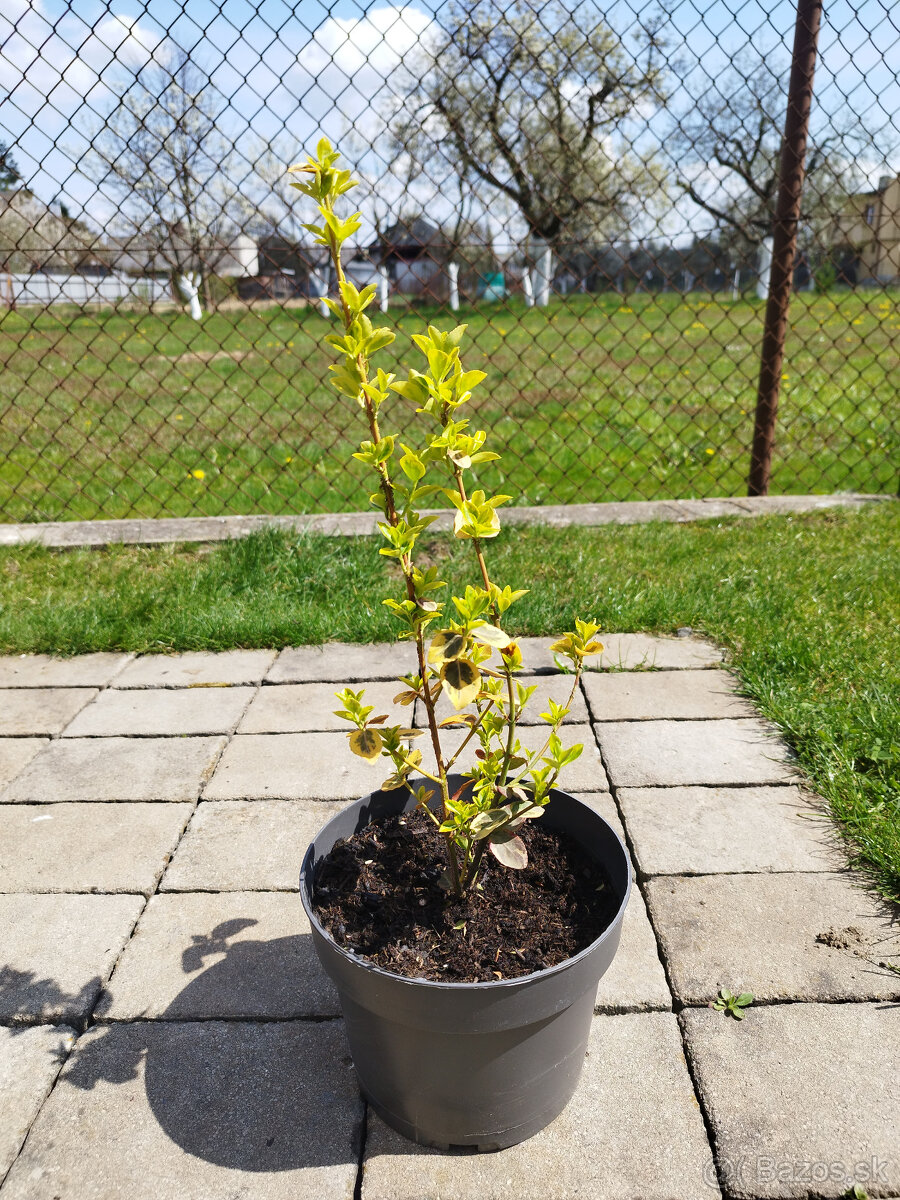 Predám okrasne kríky - Bršlen japonský - 2