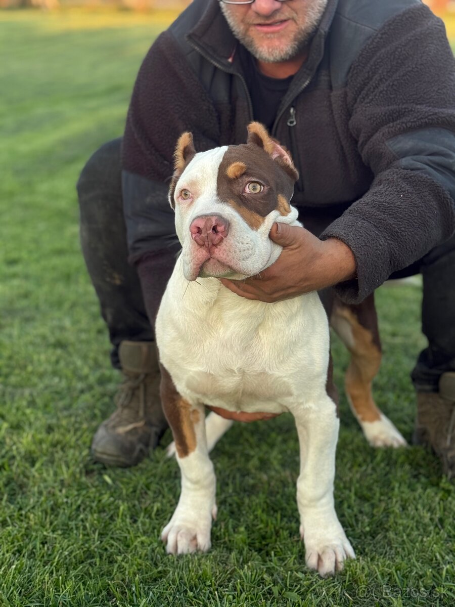 American Bully xl - 2