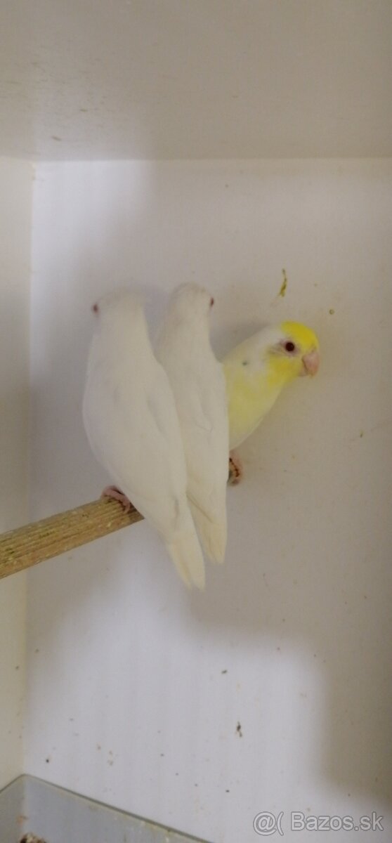 FORPUS - Papagaj sedokridly - 2