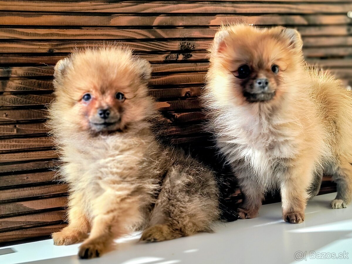 Oranžový špic- Typ Pomeranian - 2