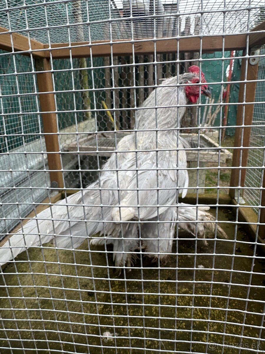 Predám milfrenky 1 kohút 2 sliepky - 2