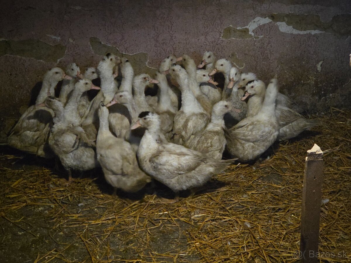 Predám mulardy-husokacky - 2