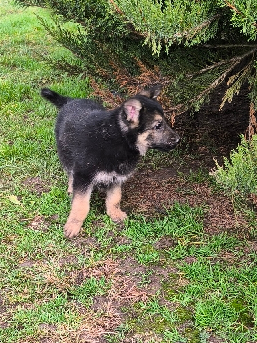 Nemecky ovčiak šteniatka - 2