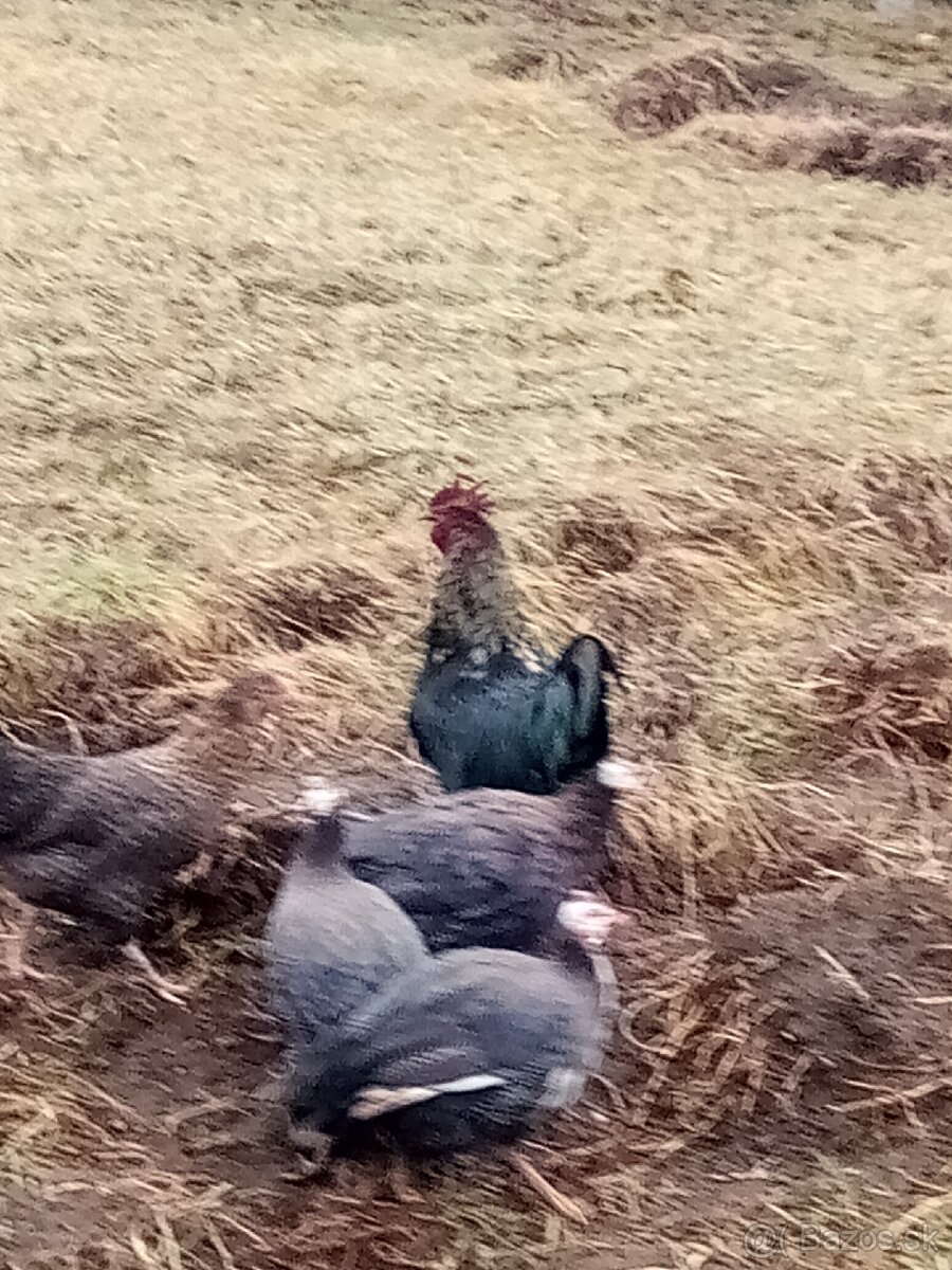 Predám Perličky - 2