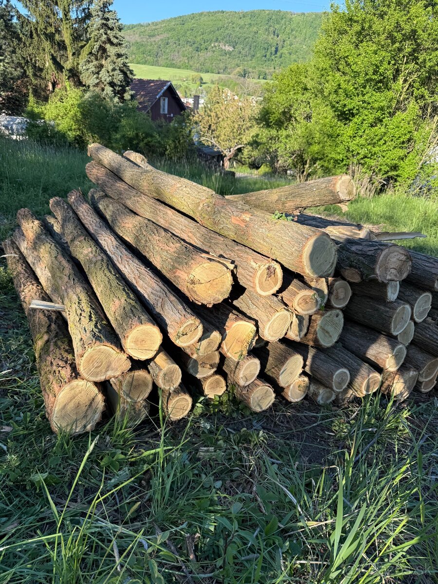 🌲Agátové koly 🪵 - 2