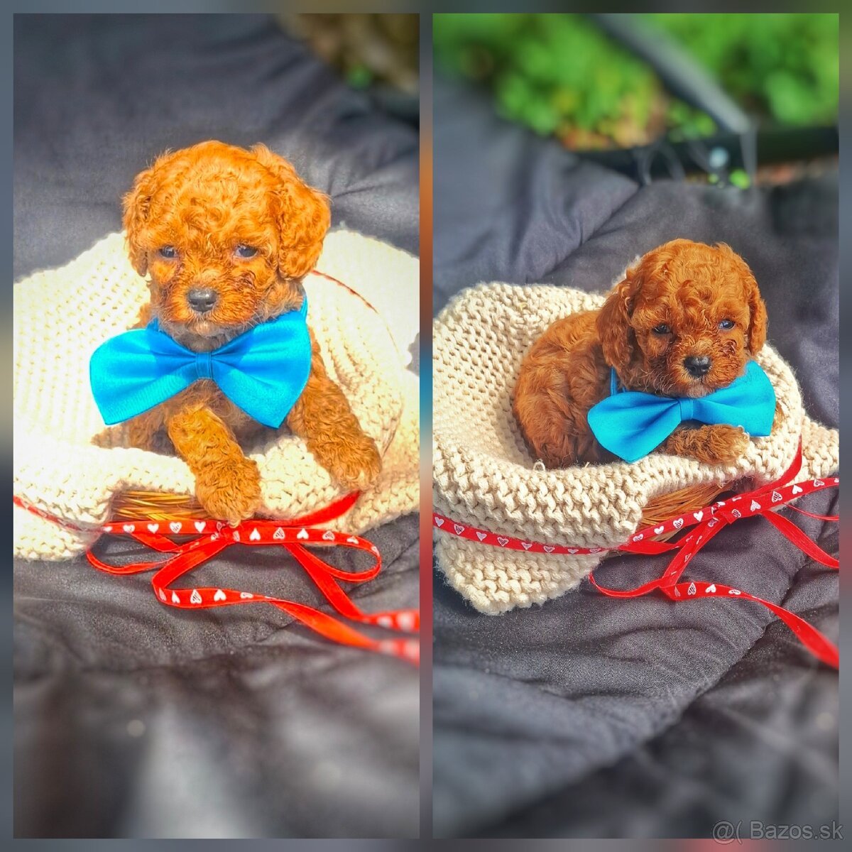 Cavapoo - 2