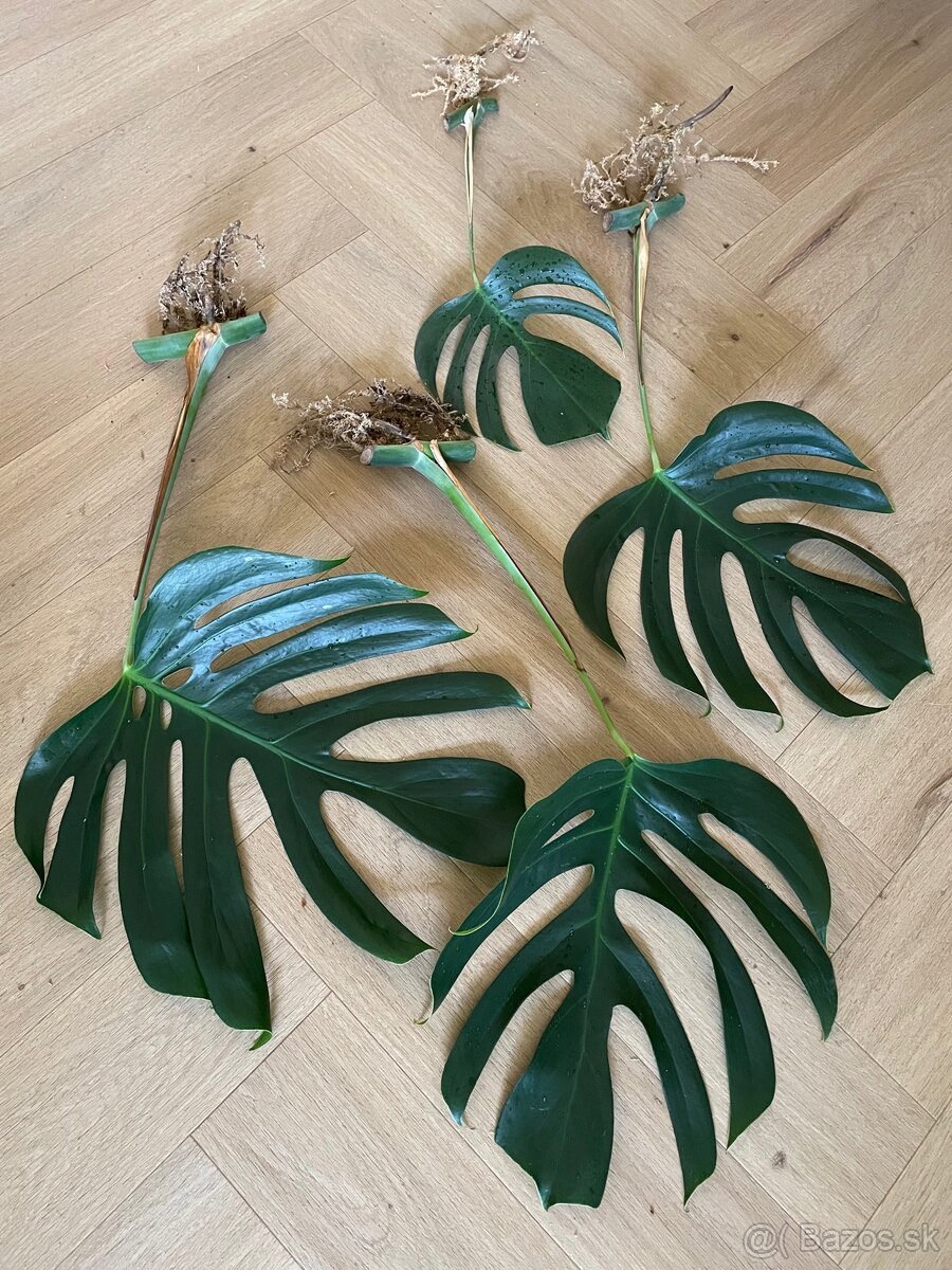 Monstera sierrana - 2