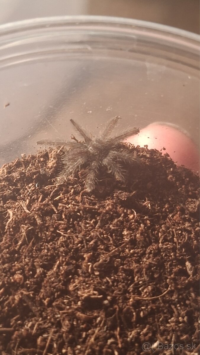 Heteroscodra Maculata - 2