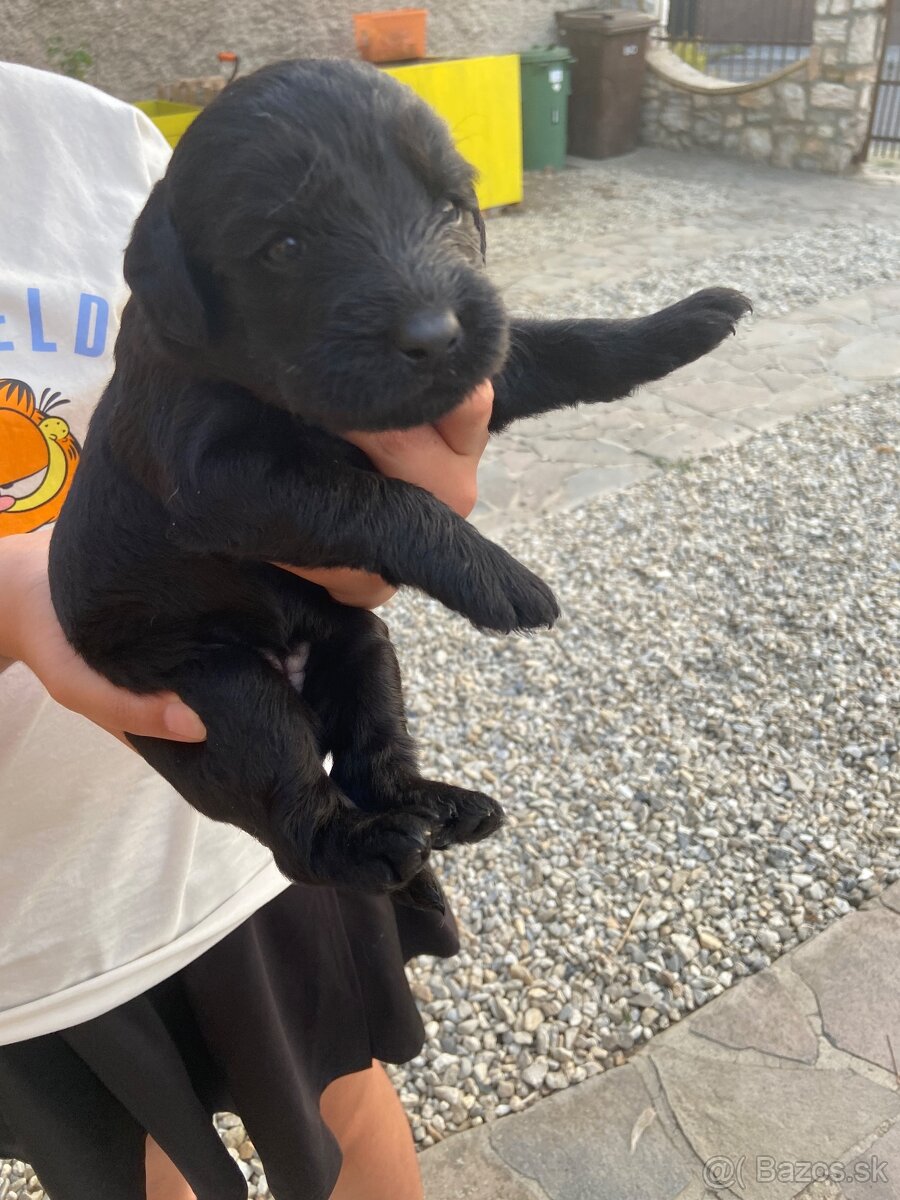 Labradoodle - 2